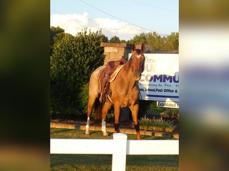 American Quarter Horse Castrone 20 Anni 152 cm Roano rosso in Mt Hope