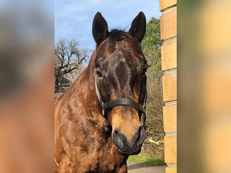 American Quarter Horse Castrone 20 Anni 153 cm Baio scuro in Oberburg