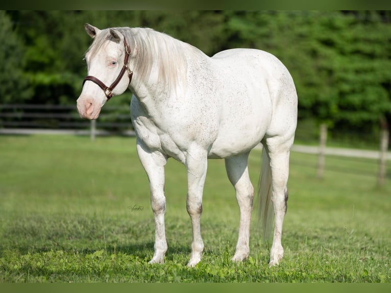 American Quarter Horse Castrone 20 Anni 155 cm Bianco in Danville IN