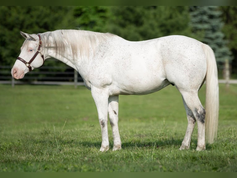 American Quarter Horse Castrone 20 Anni 155 cm Bianco in Danville IN