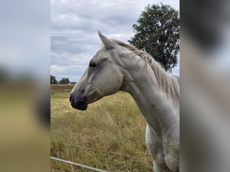 American Quarter Horse Castrone 20 Anni 155 cm Grigio in Lostau