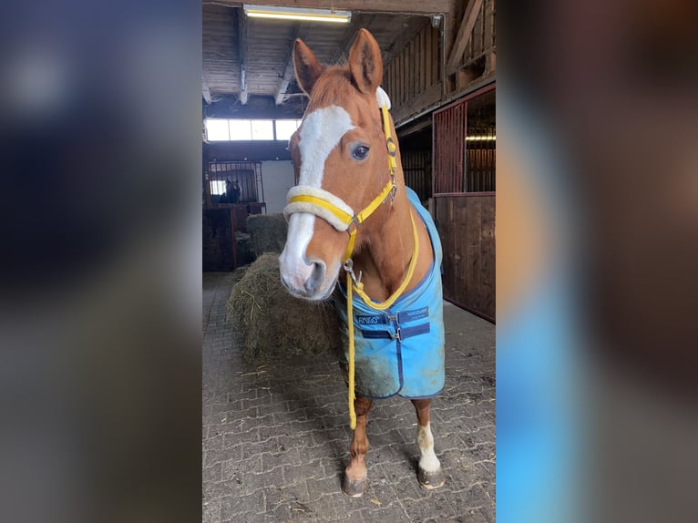 American Quarter Horse Castrone 20 Anni 155 cm Sauro in Laichingen Machtolsheim