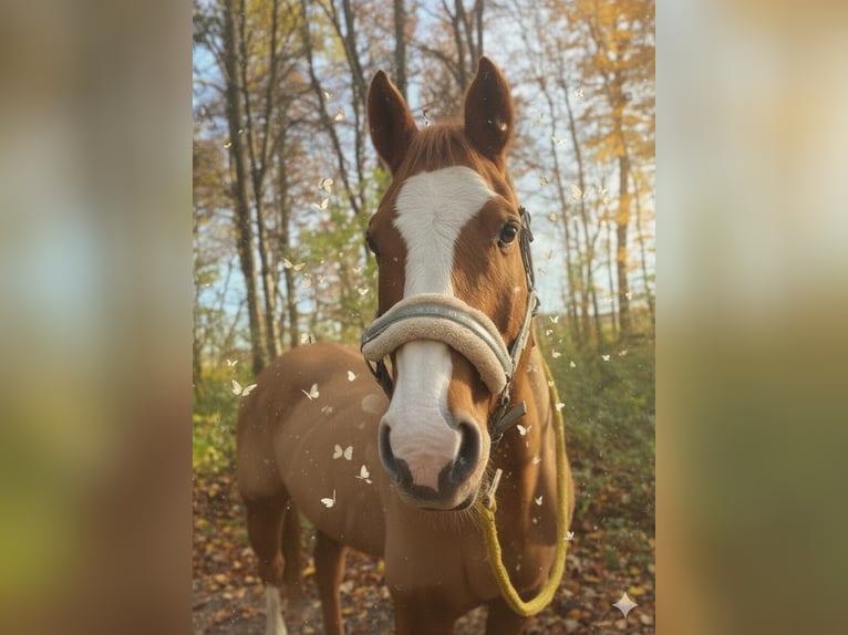 American Quarter Horse Castrone 20 Anni 155 cm Sauro in Laichingen Machtolsheim
