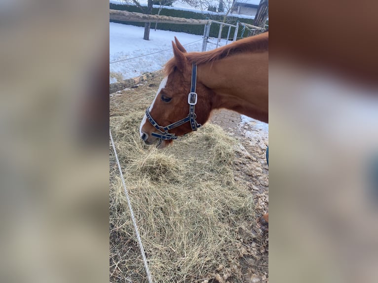 American Quarter Horse Castrone 20 Anni 155 cm Sauro in Laichingen Machtolsheim