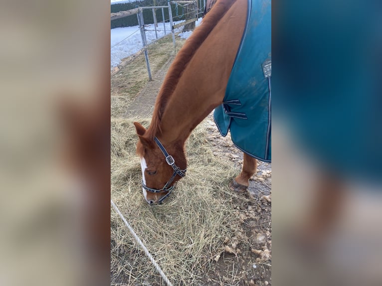 American Quarter Horse Castrone 20 Anni 155 cm Sauro in Laichingen Machtolsheim