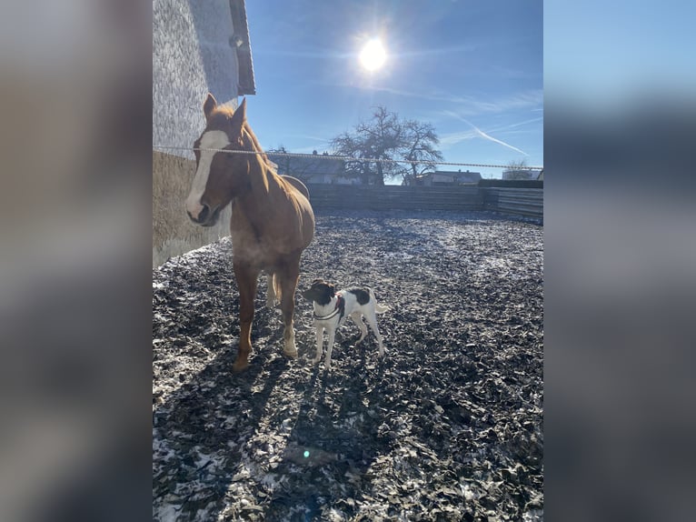 American Quarter Horse Castrone 20 Anni 155 cm Sauro in Laichingen Machtolsheim