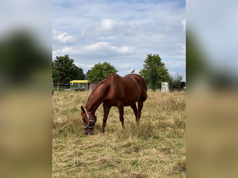 American Quarter Horse Castrone 20 Anni 157 cm Sauro in Gäufelden