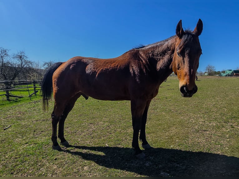 American Quarter Horse Castrone 20 Anni Baio in Weimar