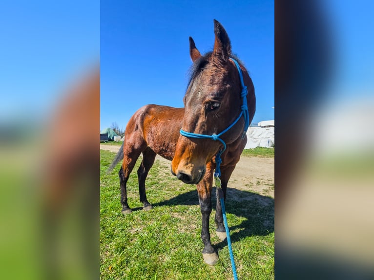 American Quarter Horse Castrone 20 Anni Baio in Weimar