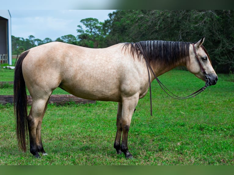 American Quarter Horse Castrone 21 Anni 147 cm Pelle di daino in Port Saint Lucie