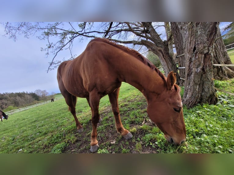 American Quarter Horse Castrone 22 Anni 155 cm Baio in Donaueschingen