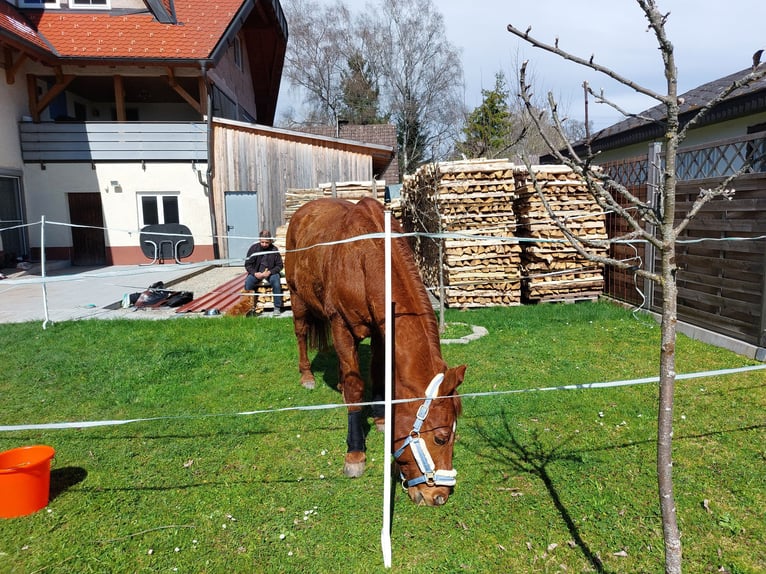 American Quarter Horse Castrone 22 Anni 155 cm Baio in Donaueschingen