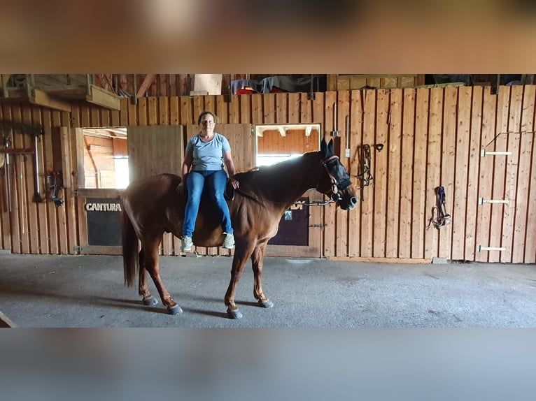 American Quarter Horse Castrone 22 Anni 155 cm Baio in Donaueschingen