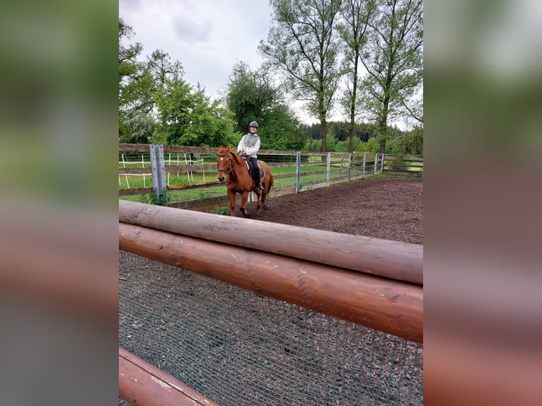 American Quarter Horse Castrone 22 Anni 155 cm Baio in Donaueschingen