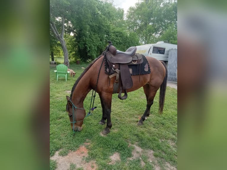 American Quarter Horse Castrone 22 Anni Sauro ciliegia in Destin