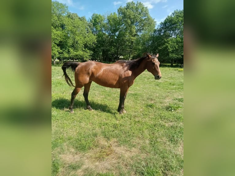 American Quarter Horse Castrone 22 Anni Sauro ciliegia in Destin