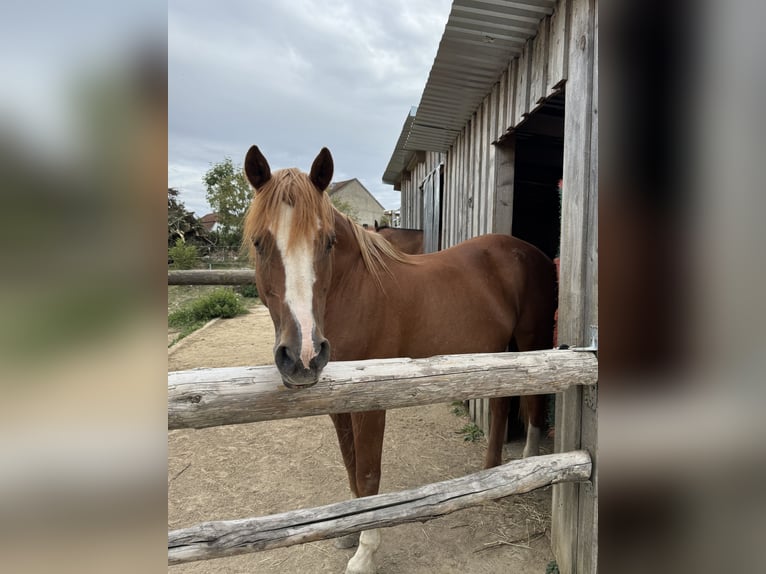 American Quarter Horse Mix Castrone 23 Anni 150 cm Sauro in Röhrnbach