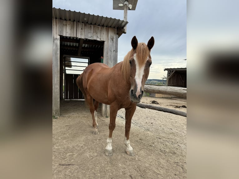 American Quarter Horse Mix Castrone 23 Anni 150 cm Sauro in Röhrnbach