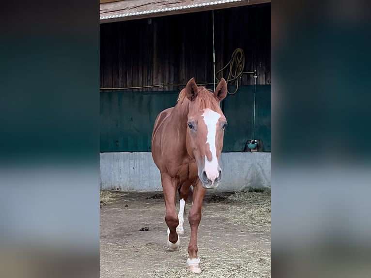 American Quarter Horse Castrone 24 Anni 153 cm Sauro in Kirchheim unter Teck