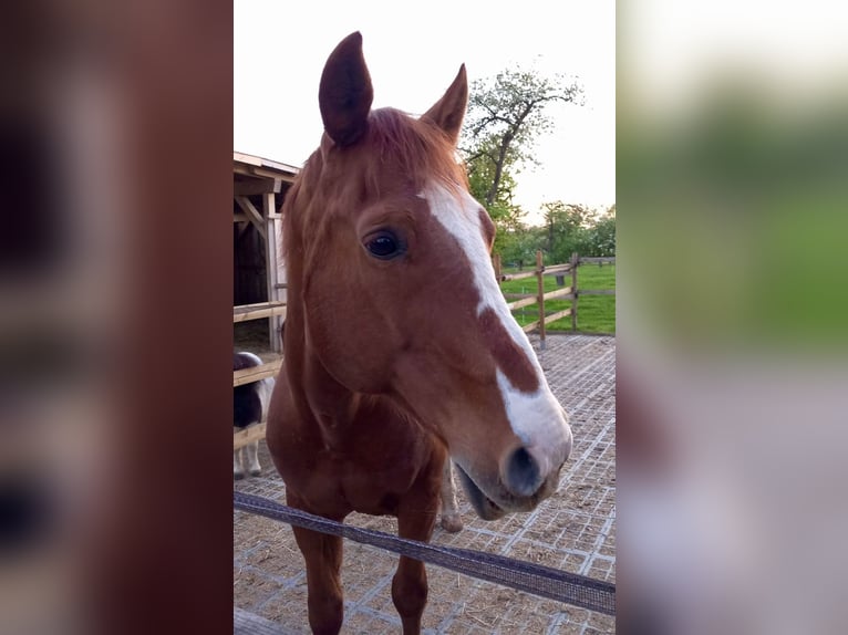 American Quarter Horse Castrone 24 Anni 153 cm Sauro in Kirchheim unter Teck