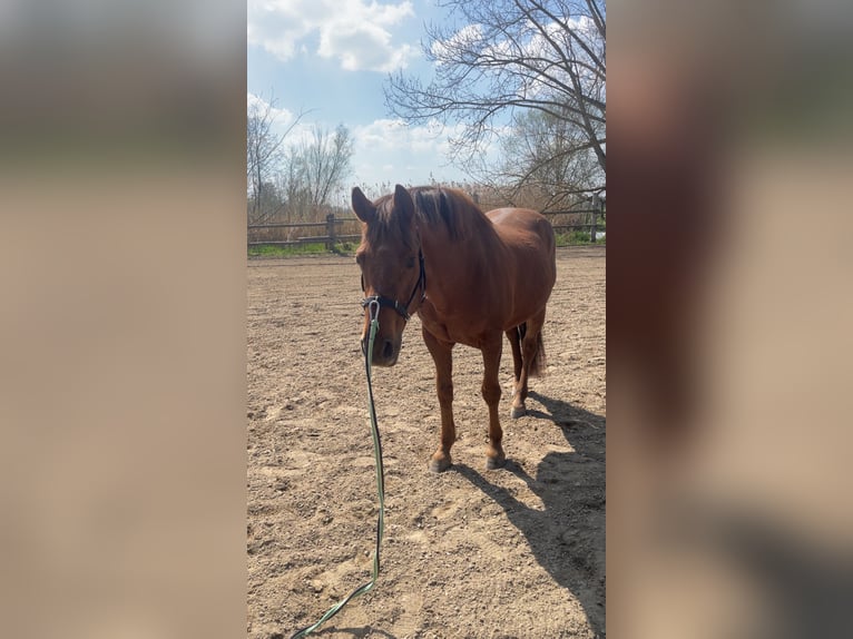 American Quarter Horse Castrone 26 Anni 165 cm  in Mallersdorf-Pfaffenberg