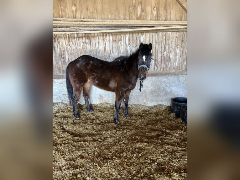 American Quarter Horse Castrone 28 Anni 152 cm Baio ciliegia in Lomira