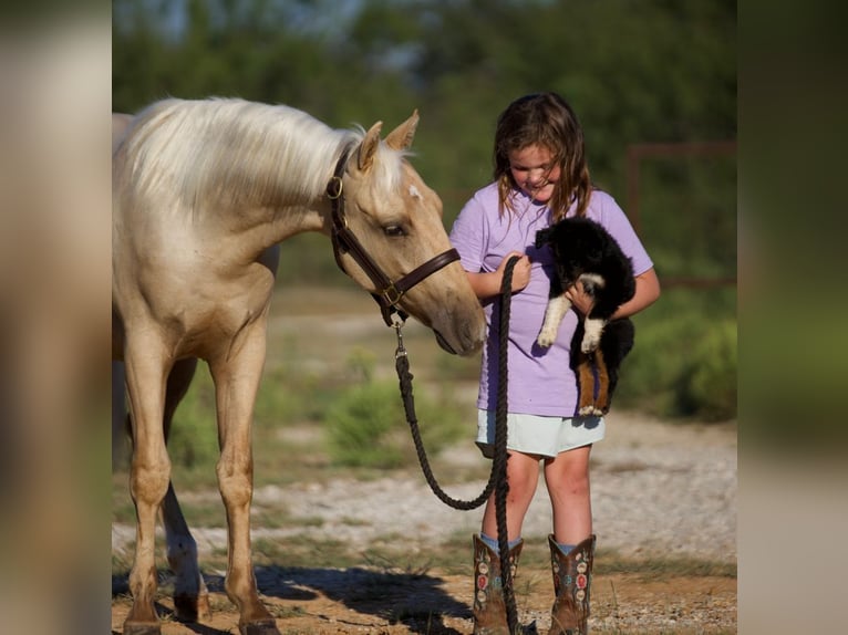 American Quarter Horse Castrone 2 Anni 132 cm Palomino in Graham