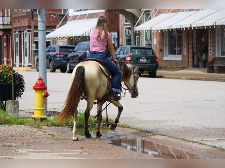 American Quarter Horse Castrone 2 Anni 132 cm Pelle di daino in Owensville