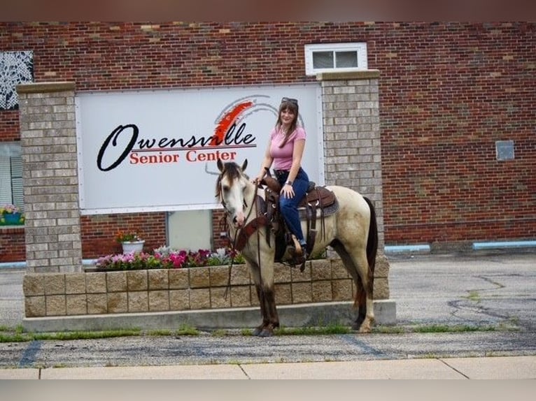 American Quarter Horse Castrone 2 Anni 132 cm Pelle di daino in Owensville