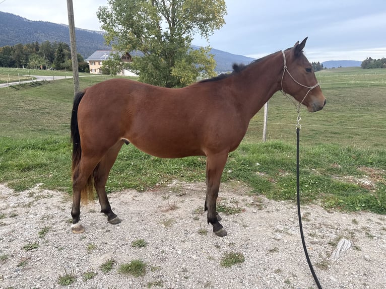 American Quarter Horse Castrone 2 Anni 140 cm Baio in Enges