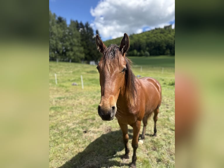 American Quarter Horse Castrone 2 Anni 140 cm Baio in Enges