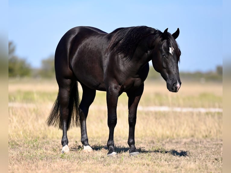 American Quarter Horse Castrone 2 Anni 140 cm Morello in Waco, TX