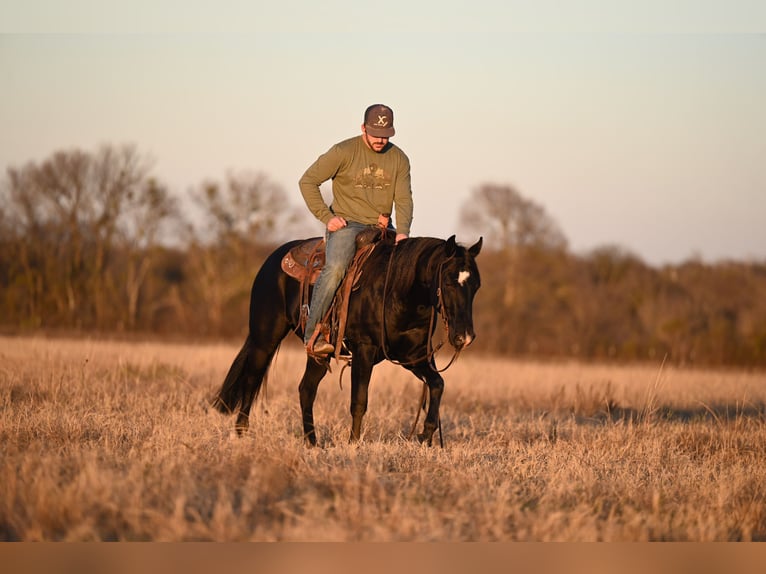 American Quarter Horse Castrone 2 Anni 140 cm Morello in Waco, TX