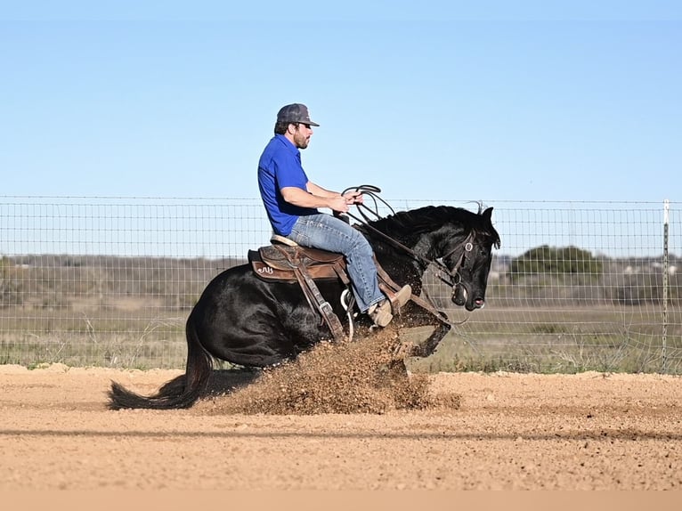 American Quarter Horse Castrone 2 Anni 140 cm Morello in Waco, TX