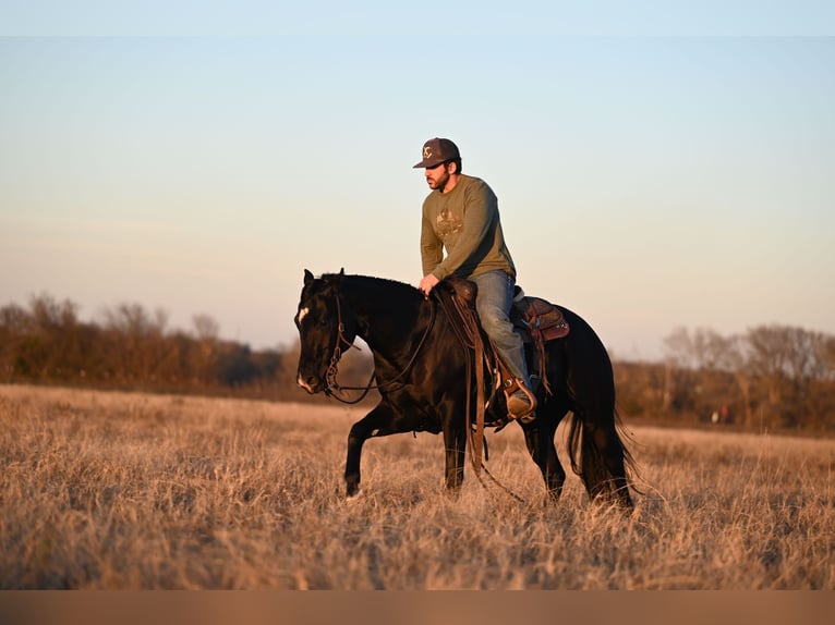 American Quarter Horse Castrone 2 Anni 140 cm Morello in Waco, TX