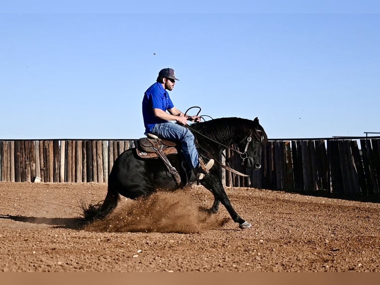 American Quarter Horse Castrone 2 Anni 140 cm Morello in Waco, TX