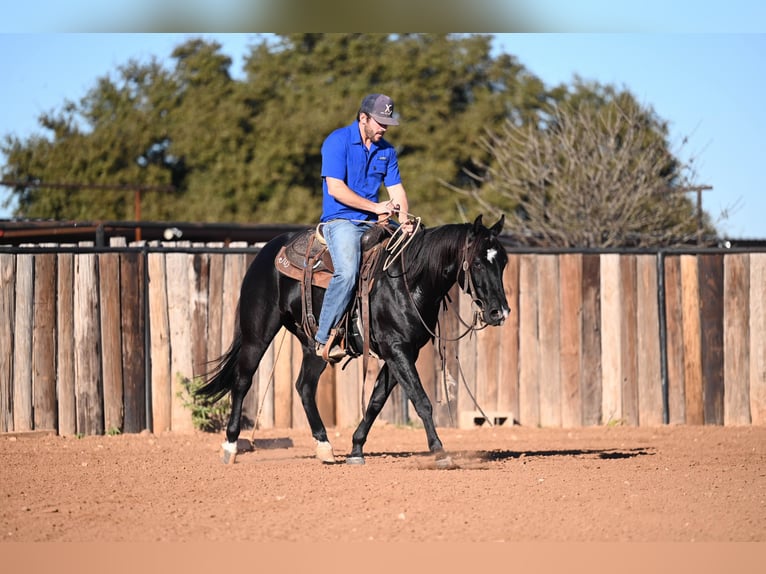 American Quarter Horse Castrone 2 Anni 140 cm Morello in Waco, TX