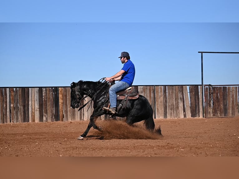 American Quarter Horse Castrone 2 Anni 140 cm Morello in Waco, TX