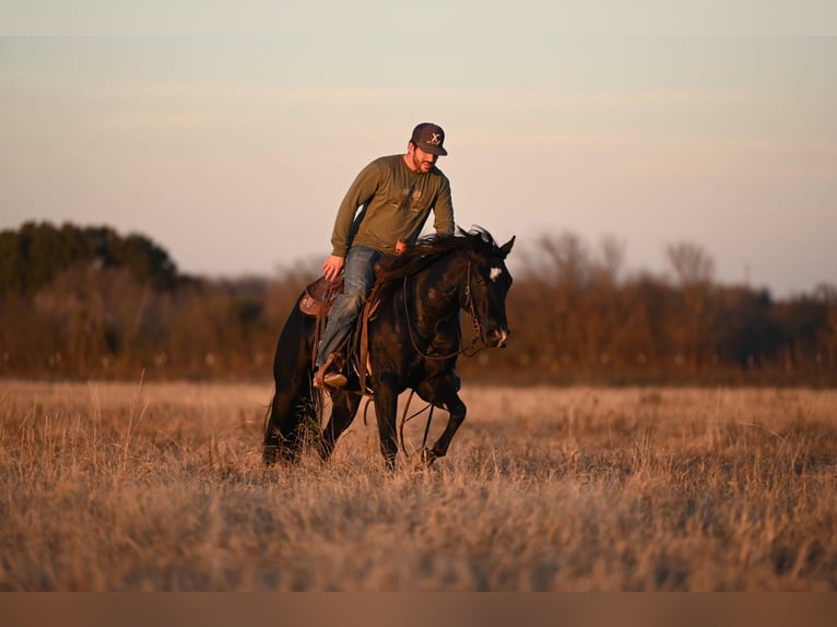 American Quarter Horse Castrone 2 Anni 140 cm Morello in Waco, TX