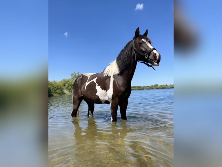 American Quarter Horse Castrone 2 Anni 140 cm Pezzato in Siddeburen American Quarter Horse Castrone 2 Anni 140 cm Pezzato in Siddeburen