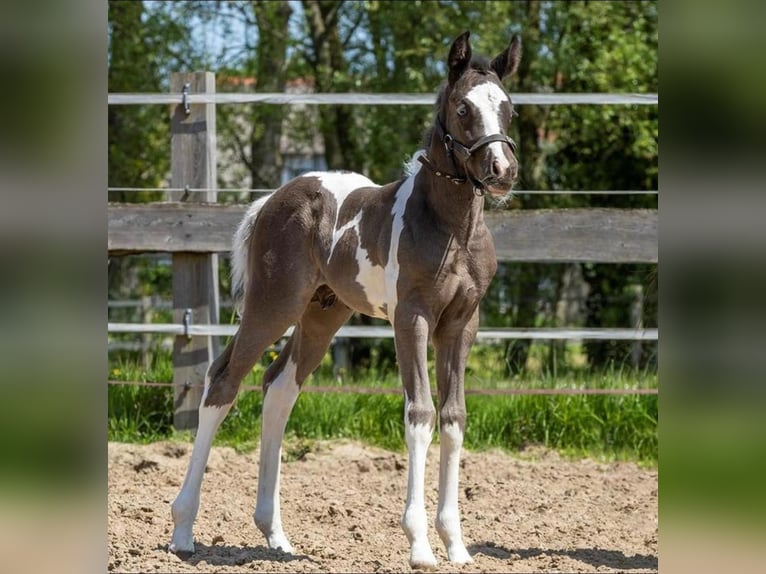 American Quarter Horse Castrone 2 Anni 140 cm Pezzato in Siddeburen American Quarter Horse Castrone 2 Anni 140 cm Pezzato in Siddeburen