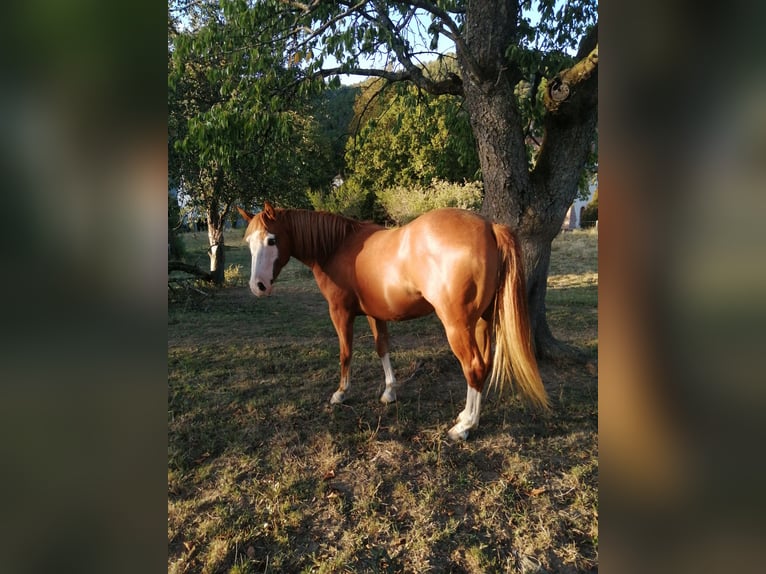 American Quarter Horse Castrone 2 Anni 140 cm Sauro in Sainte Croix aux Mines