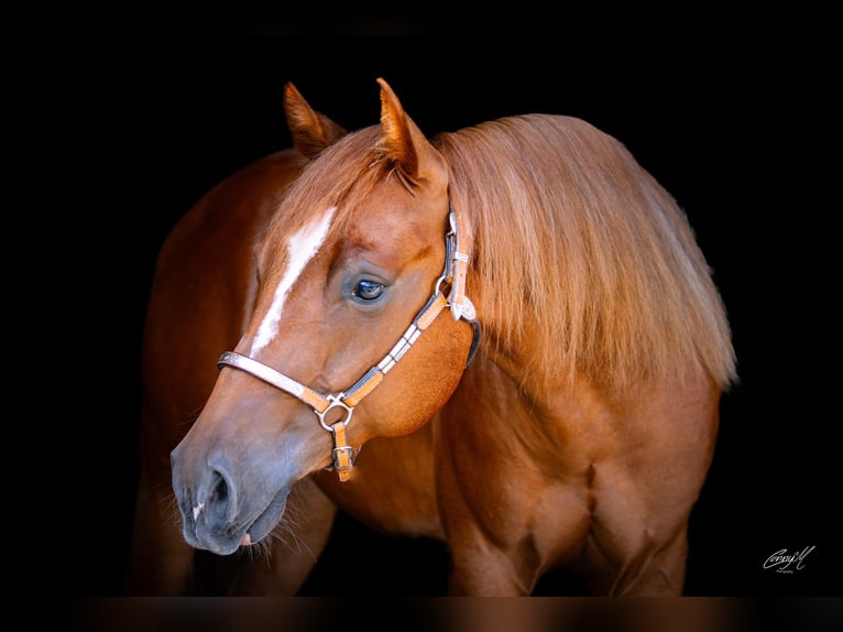 American Quarter Horse Castrone 2 Anni 141 cm Sauro in Klagenfurt