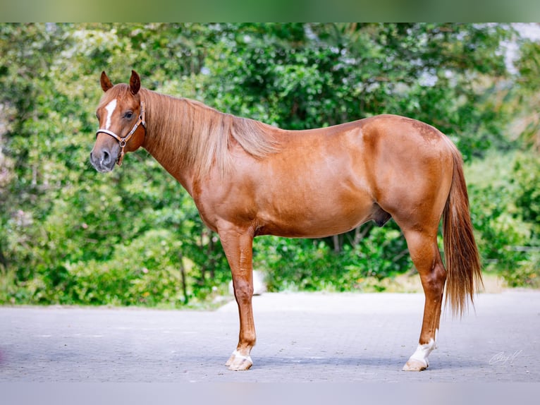 American Quarter Horse Castrone 2 Anni 141 cm Sauro in Klagenfurt