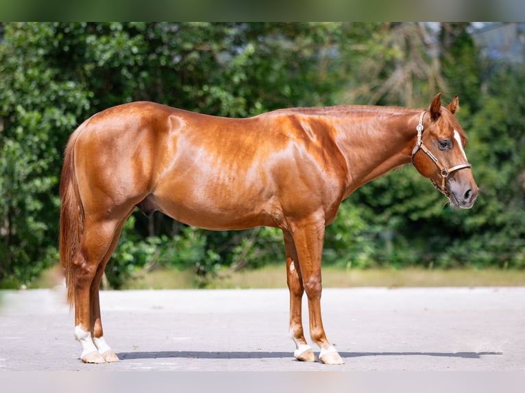 American Quarter Horse Castrone 2 Anni 141 cm Sauro in Klagenfurt