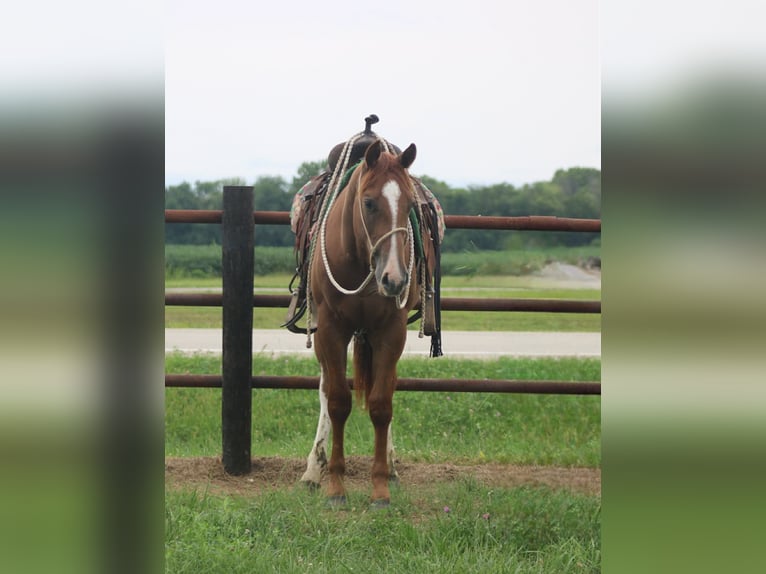 American Quarter Horse Castrone 2 Anni 142 cm Falbo in Churubusco