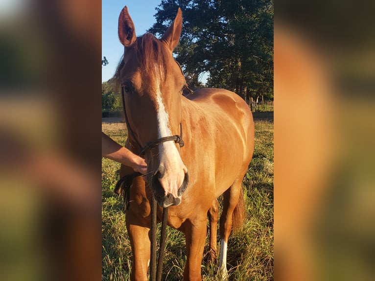 American Quarter Horse Castrone 2 Anni 142 cm Sauro ciliegia in Lamar