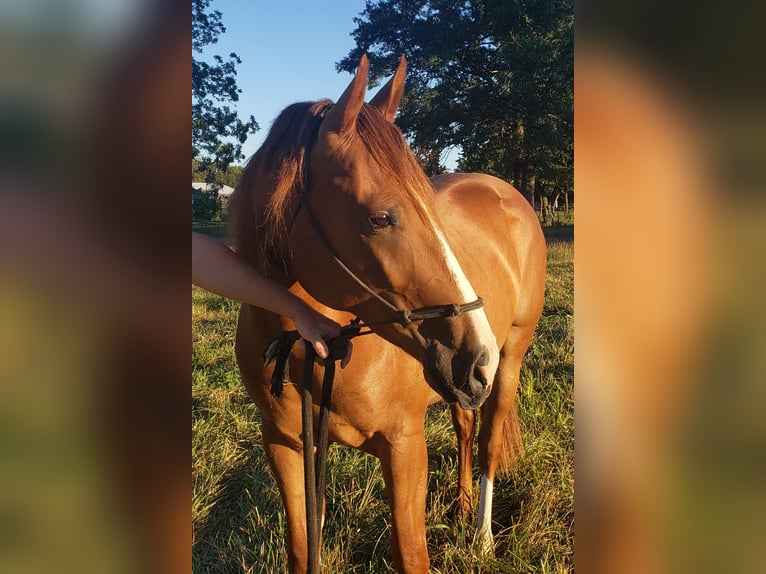 American Quarter Horse Castrone 2 Anni 142 cm Sauro ciliegia in Lamar