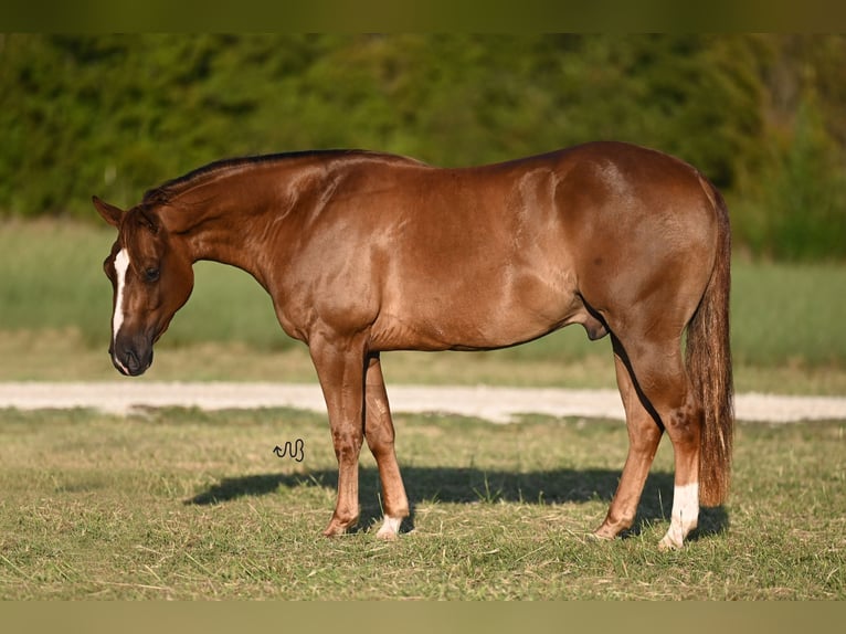 American Quarter Horse Castrone 2 Anni 142 cm Sauro ciliegia in Cresson, TX