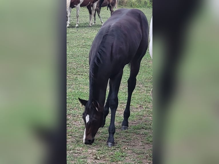 American Quarter Horse Castrone 2 Anni 145 cm Morello in Itegem